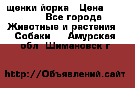 щенки йорка › Цена ­ 15 000 - Все города Животные и растения » Собаки   . Амурская обл.,Шимановск г.